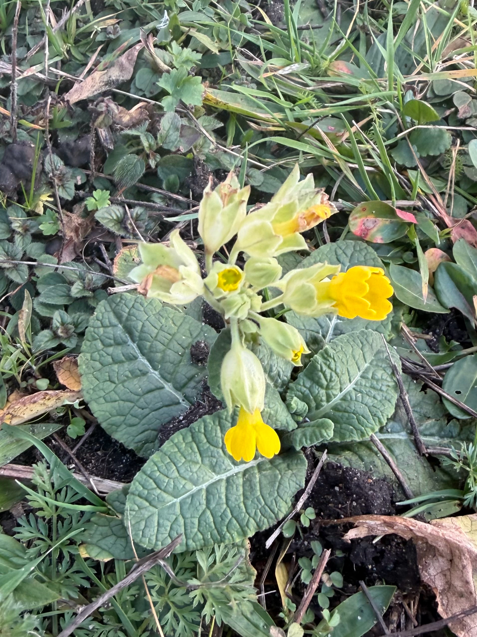 Beispielbild: Echte Schlüsselblume (Primula veris)