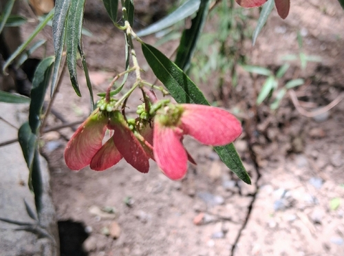 Foto de Trepadeira - Asa Vermelha