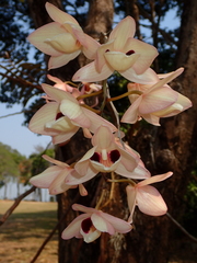Dendrobium pulchellum