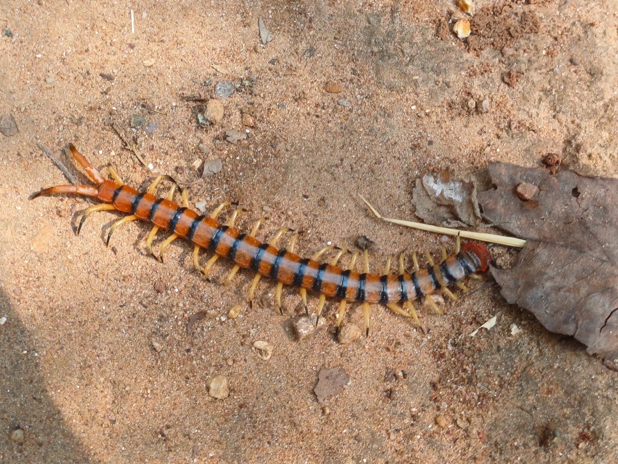 Scolopendra morsitans Linnaeus, 1758