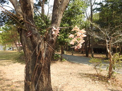 Dendrobium pulchellum