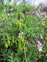 Erodium stephanianum