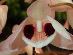 Dendrobium pulchellum