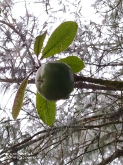 Pouteria lucuma