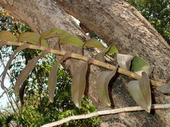 Dendrobium pulchellum