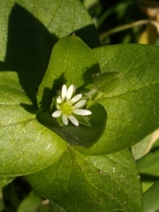 Stellaria media