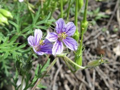 Erodium stephanianum
