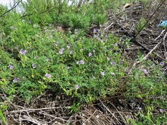 Erodium stephanianum