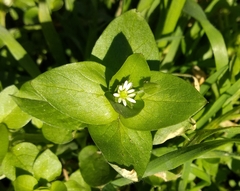 Stellaria media