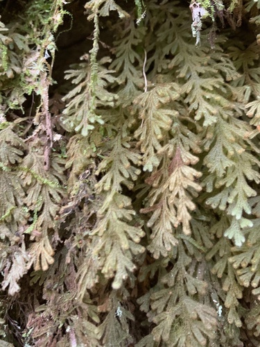 Hymenophyllum pilosissimum observed 2026-01-18