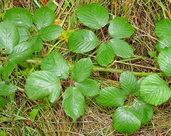 Rubus polyanthemus