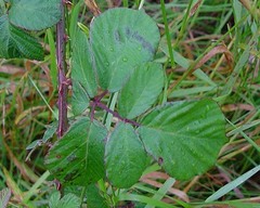 Rubus polyanthemus