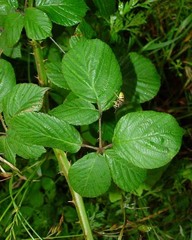 Rubus polyanthemus