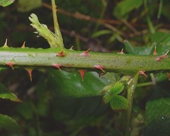 Rubus polyanthemus