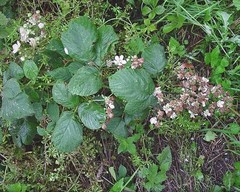 Rubus polyanthemus