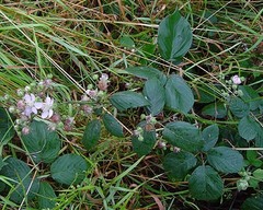 Rubus polyanthemus