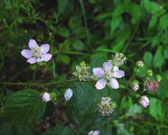 Rubus polyanthemus