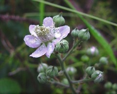 Rubus polyanthemus
