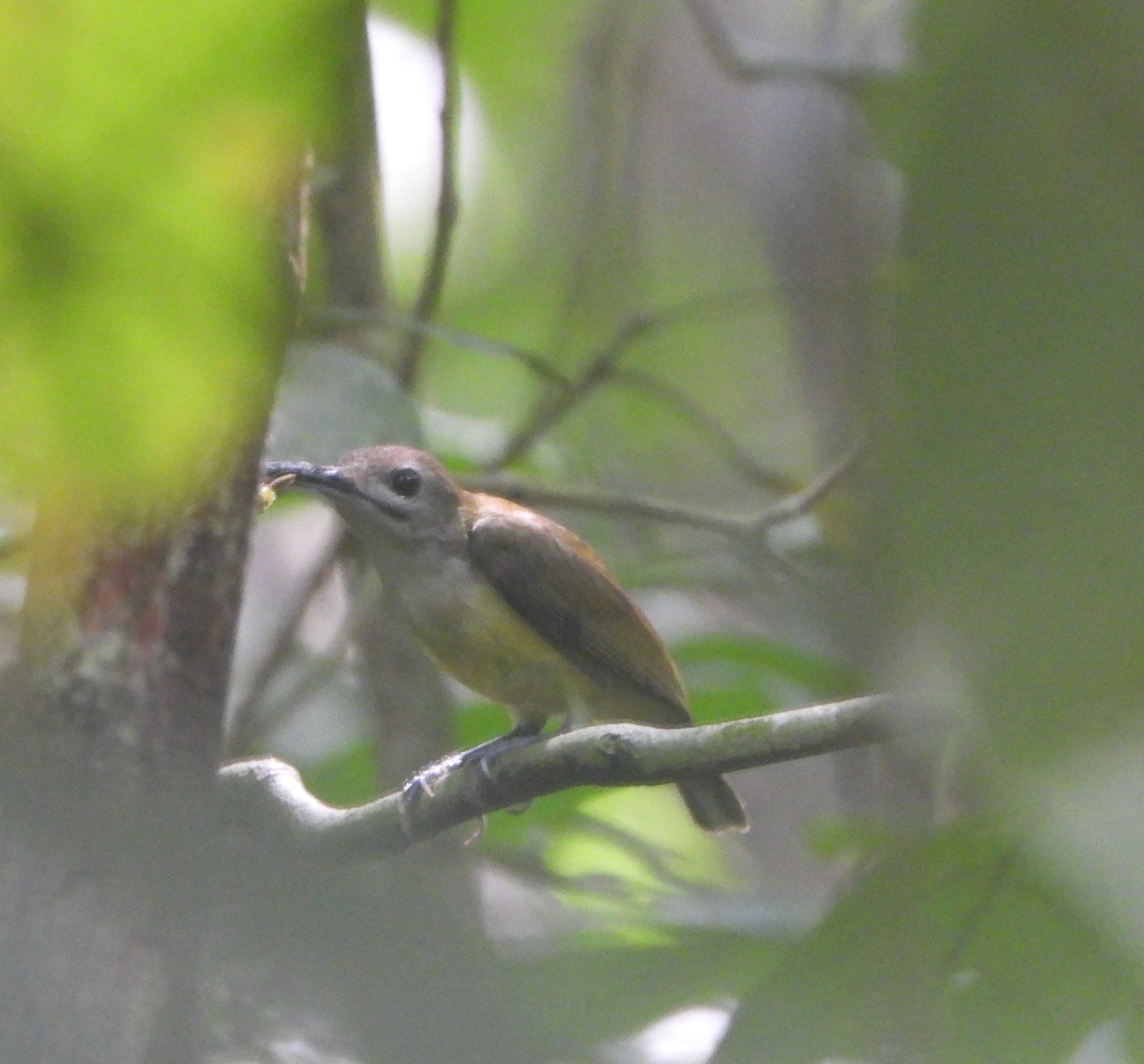 Little Spiderhunter (Arachnothera longirostra), photo 1