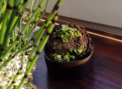 Marchantia polymorpha ruderalis