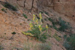 Astragalus vulpinus