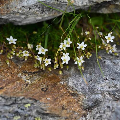 Spring Sandwort