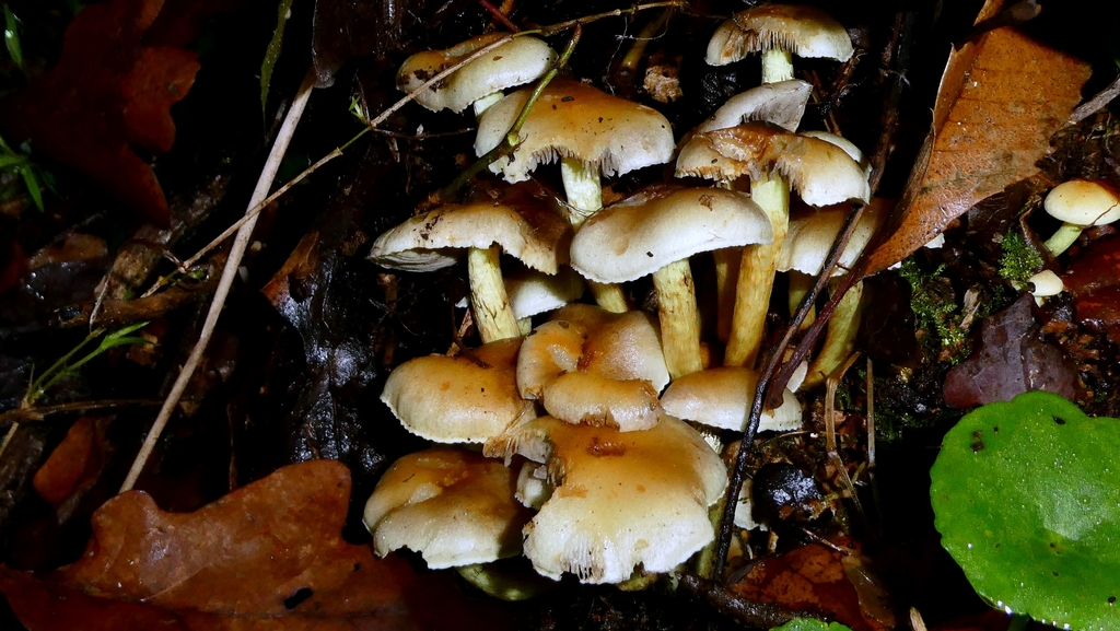 Hypholoma fasciculare · January 2026 · photo: © patricklm35 (iNaturalist, cc0)