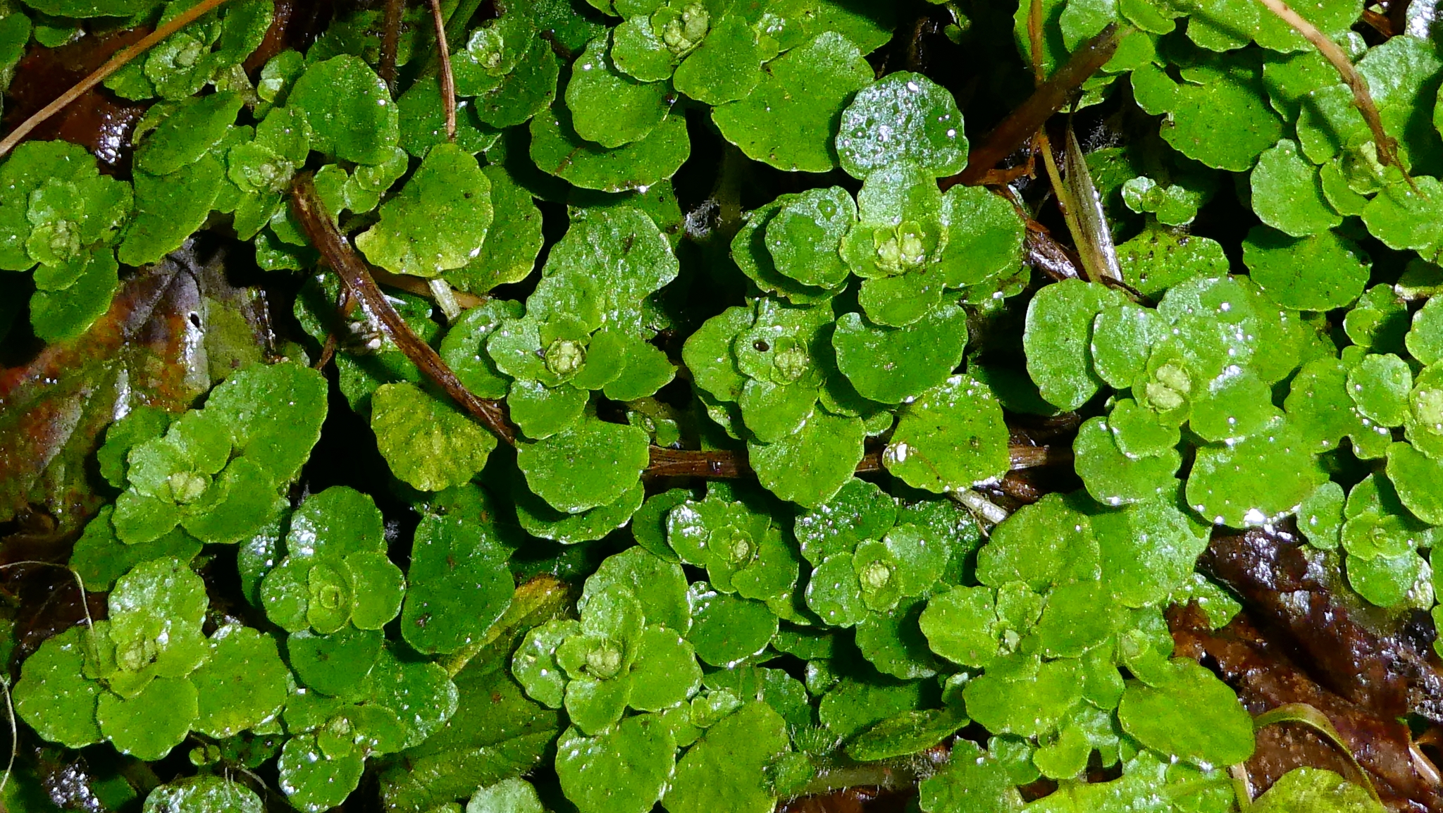 Imagem de Chrysosplenium oppositifolium