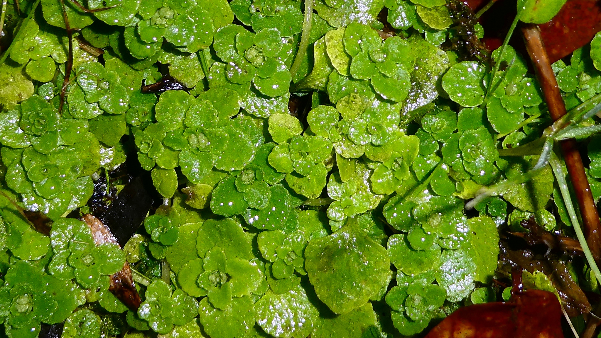 Imagem de Chrysosplenium oppositifolium