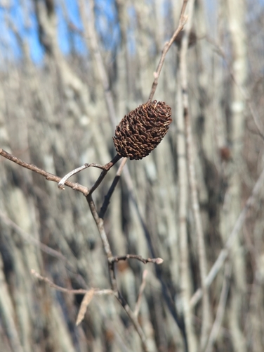Brook alder