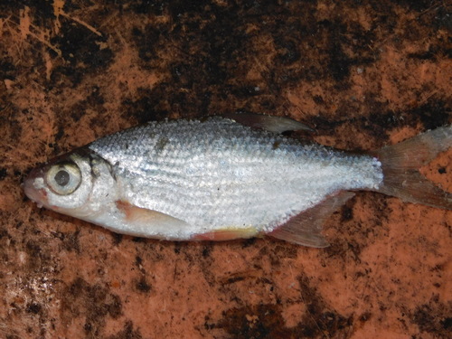 Silver Bream