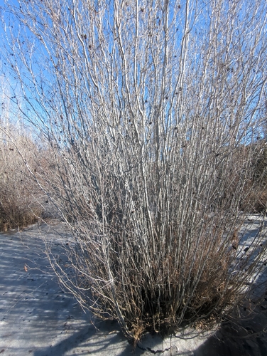 Alnus maritima, photograph 2