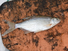 Blicca bjoerkna
