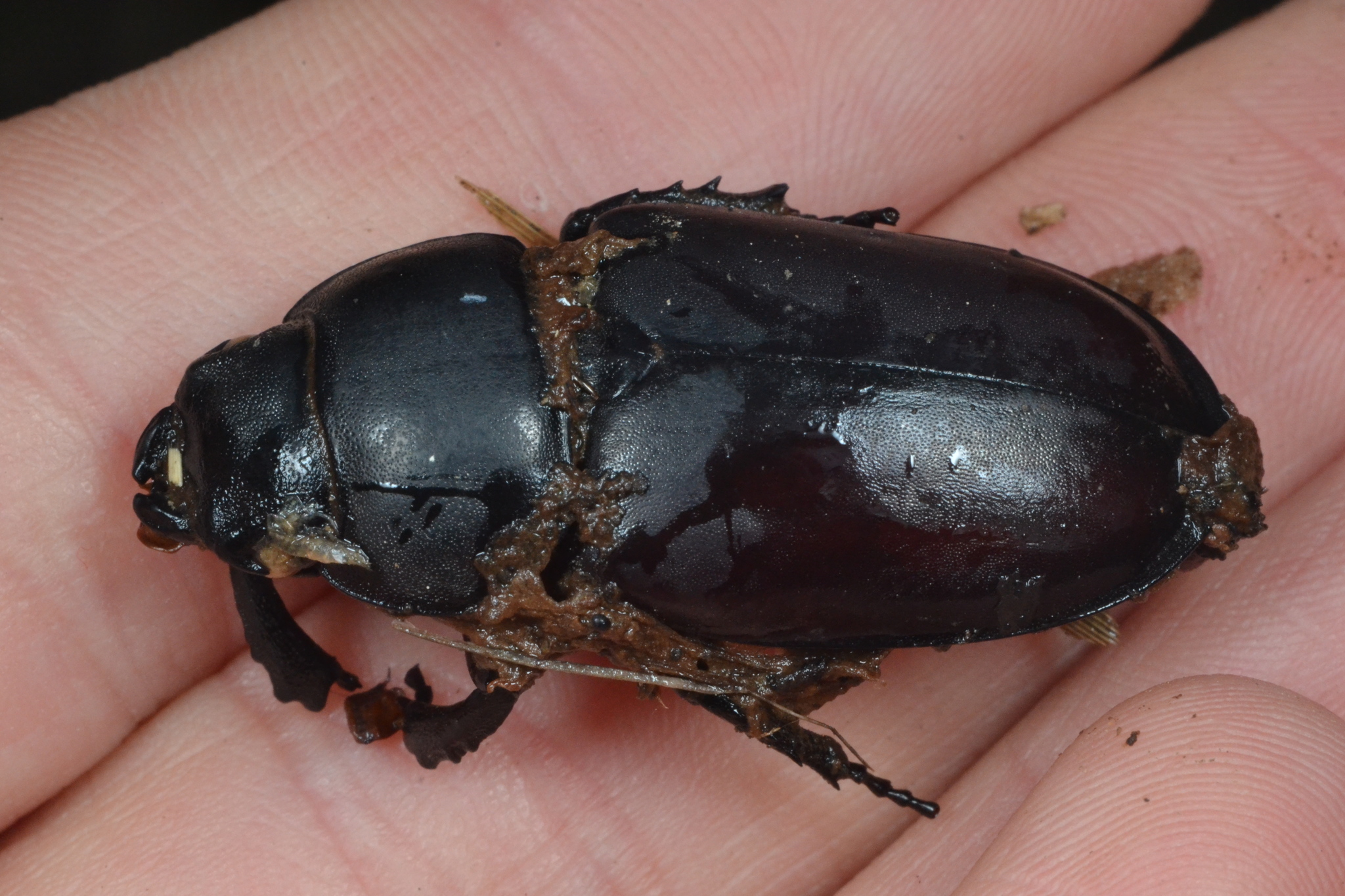 Lucanus cervus
