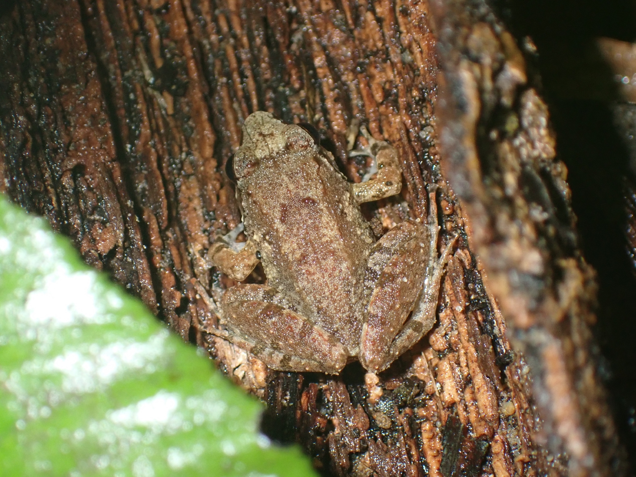 Limnonectes gunungensis