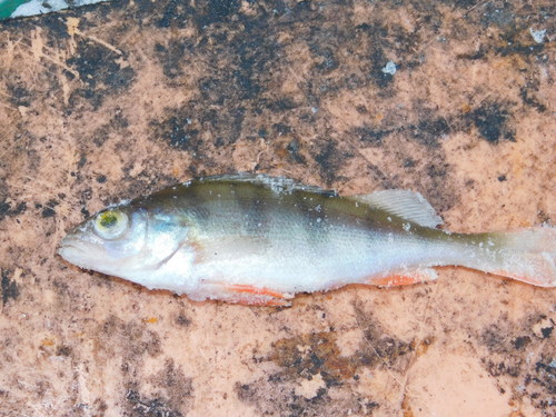 European Perch