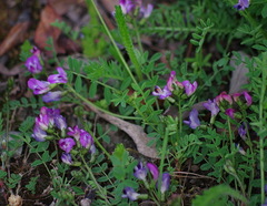 Astragalus bodinii