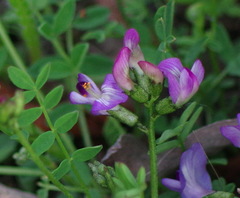Astragalus bodinii
