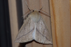 Descoreba simplex
