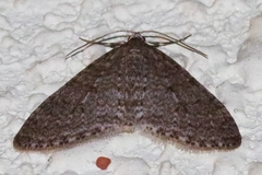 Trichopteryx microloba