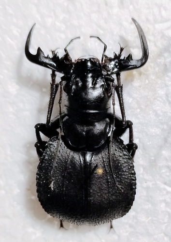 Manticora tyrannus