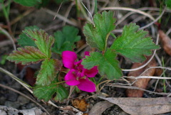 Rubus arcticus acaulis