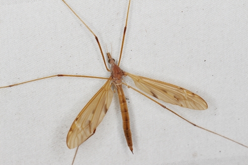 Unknown species found near Browns Mills, Pemberton Township, NJ 08015, USA
