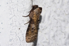 Neoploca arctipennis