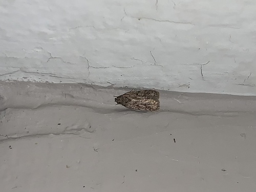 Potato Moth photo 5
