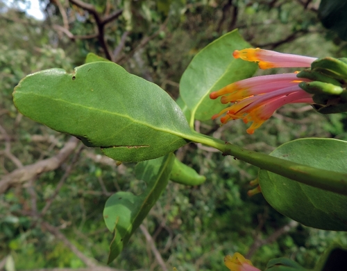Agelanthus subulatus image