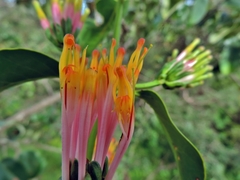 Agelanthus subulatus image