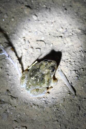 Mali Screeching Frog, Tomopterna milletihorsini