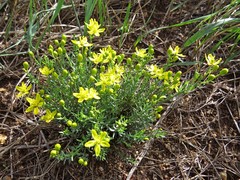 Haplophyllum dauricum