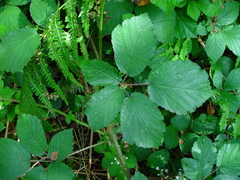 Rubus bartonii